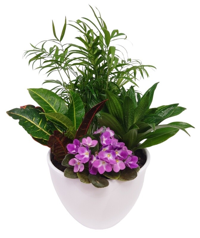 House Plants