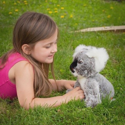 Koala