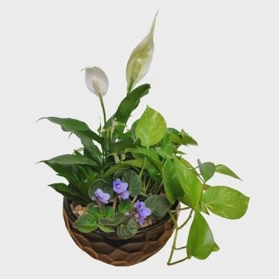Aurem Tropical Planter