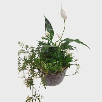 Exquisite Jasmine Planter