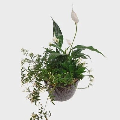 Exquisite Jasmine Planter