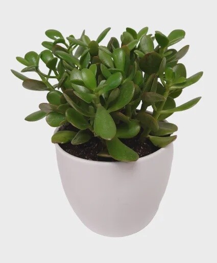 Jade Planter