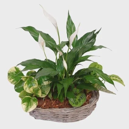 Refreshing Wicker Basket