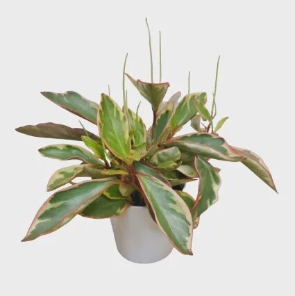 Large Pepperomia Planter