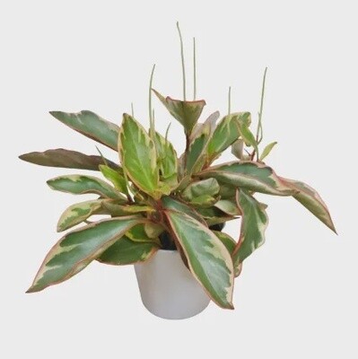 Large Pepperomia Planter