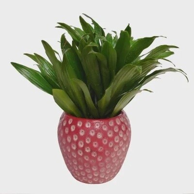 Strawberry Field Planter