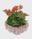 Country Twist Kalanchoe