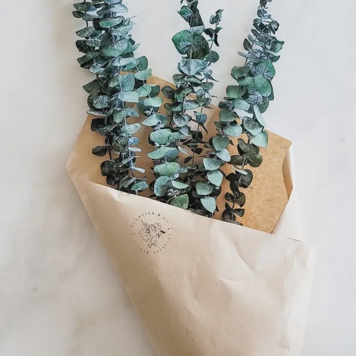 Dried Eucalyptus Bundle