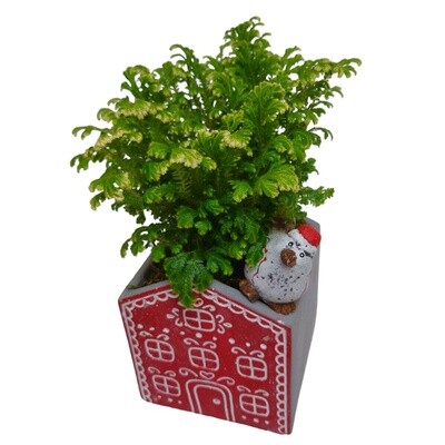 Frosty Fern Ginger House