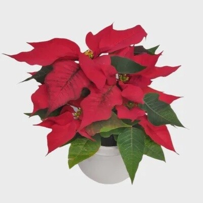 Cutie Poinsettia