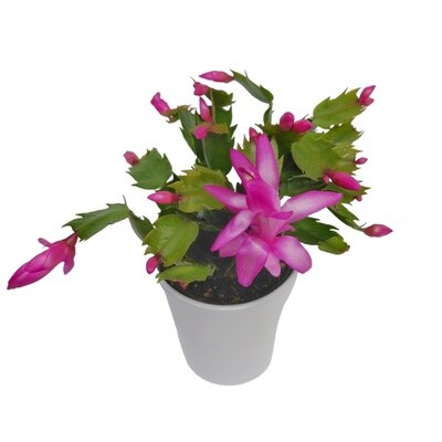Mini Christmas Cactus