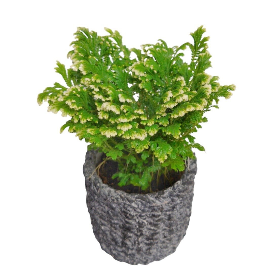 Potted Frosty Fern