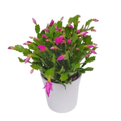 Christmas Cactus Planter