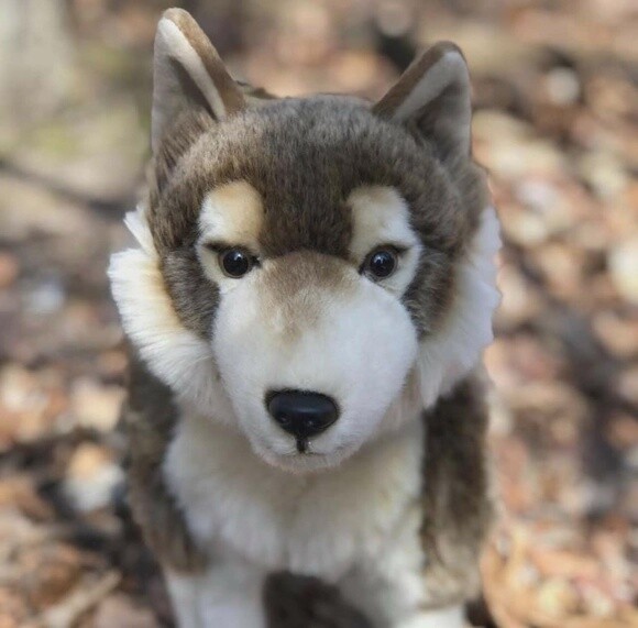 Remus Timber Wolf