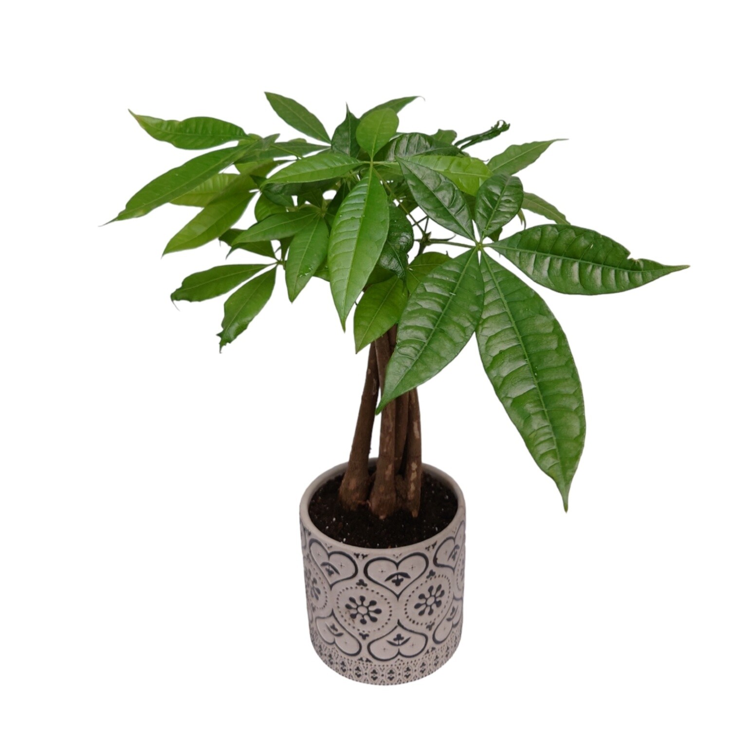 Valentine Money Tree