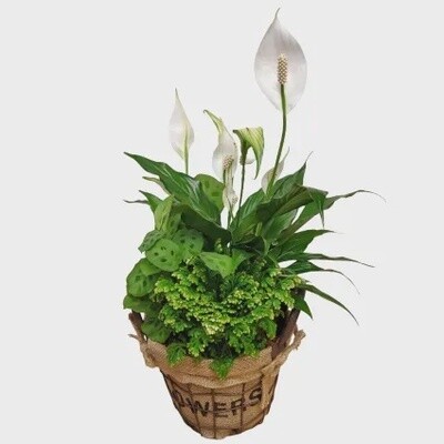 Peace Lily Garden