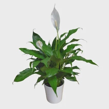 Glorious Peace Lily