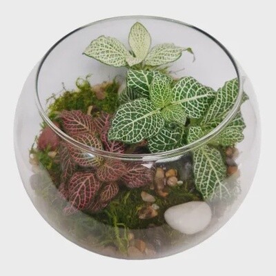 Colorful Terrarium