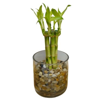 Lucky Bamboo