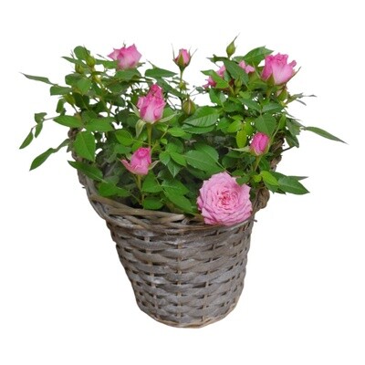 Rose Bush Delight