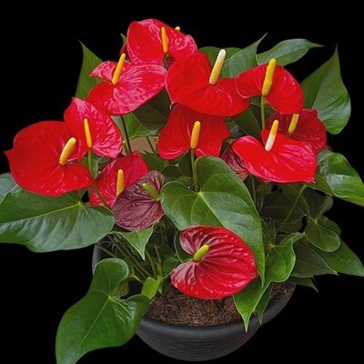 Anthurium King