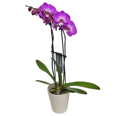 Classic Orchid Delight