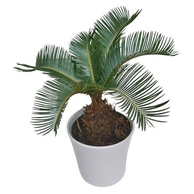 King Sago Palm