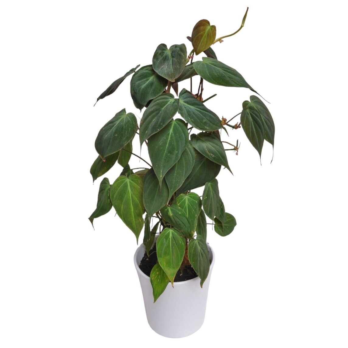 Velvet Philodendron Vine