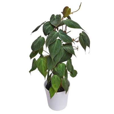 Velvet Philodendron Vine