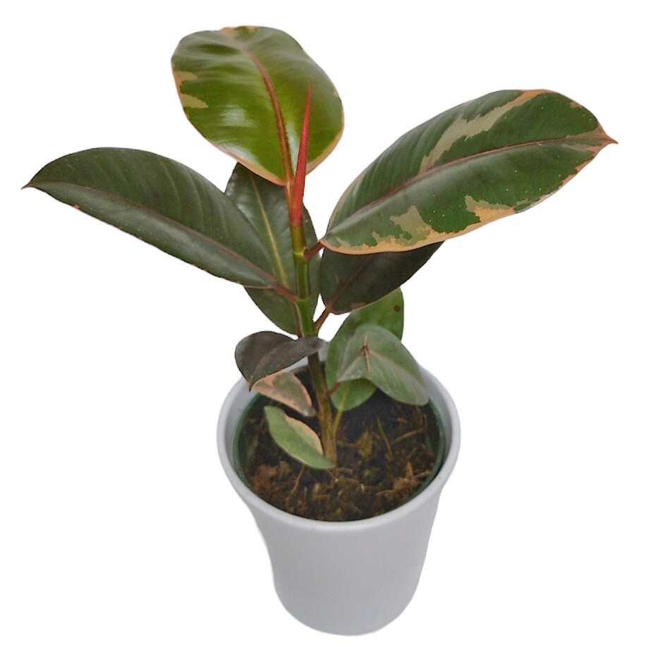 Pink Rubber Plant