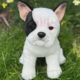 White French Bulldog