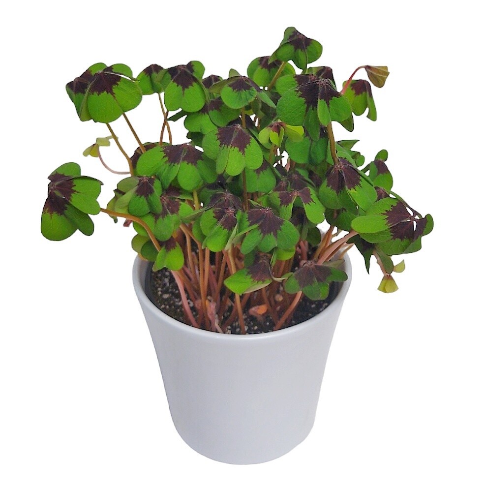 Shamrock Butterfly