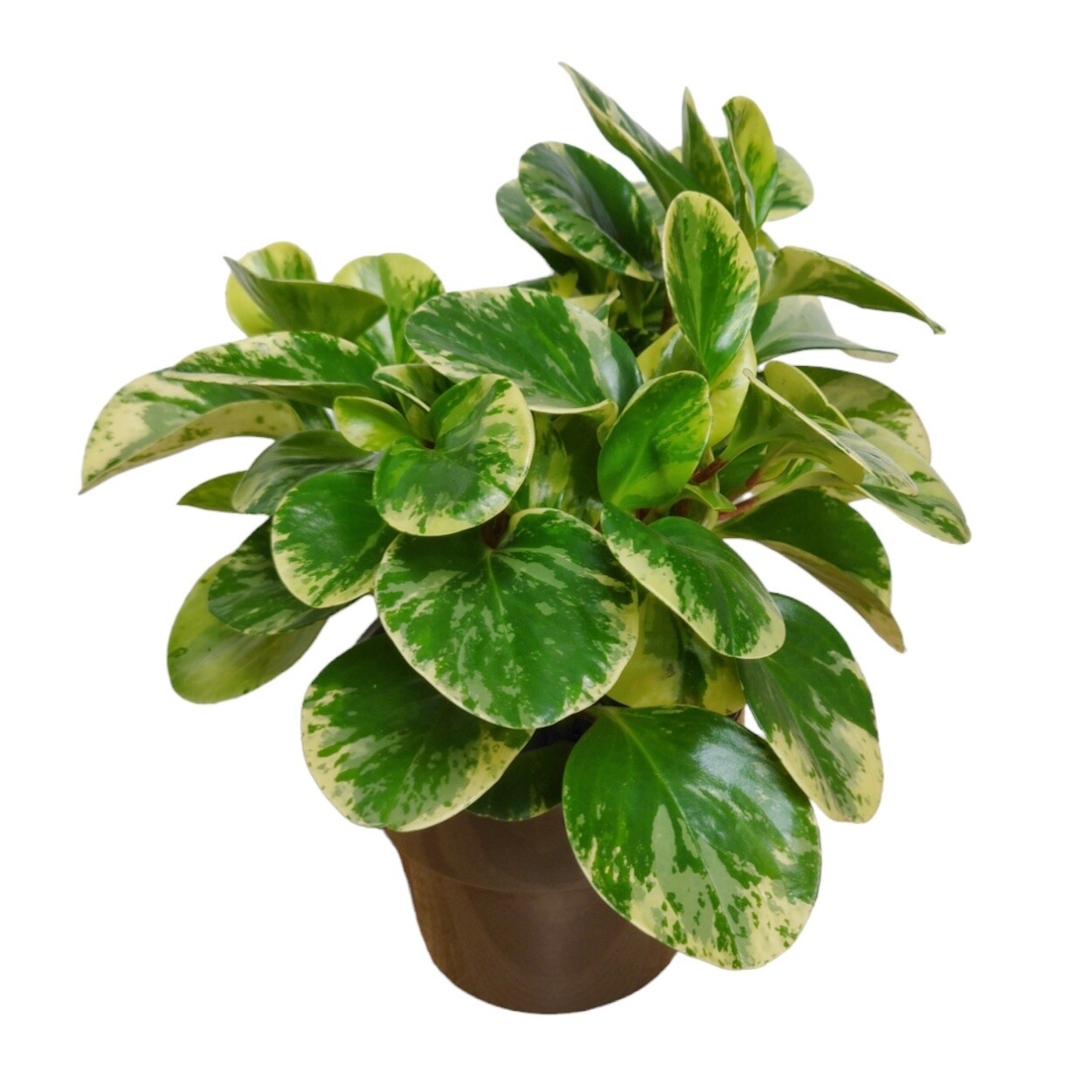 Plant Subscription