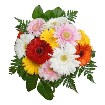 Gerbera Daze