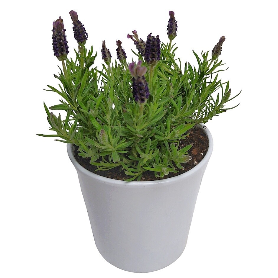 Lavender Potted Plant
