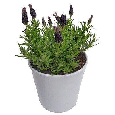 Lavender Potted Plant