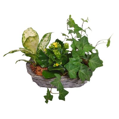 Ivy Plant Basket