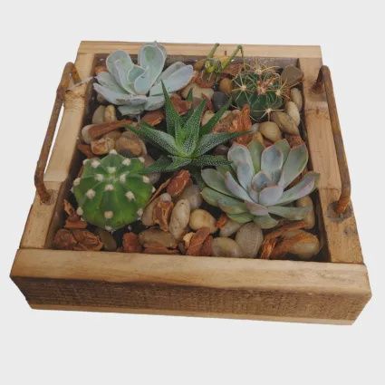 Succulent Wood Tray