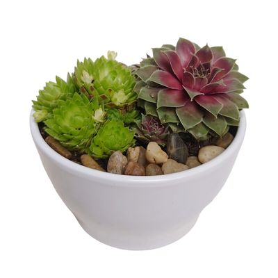 Hens and Chicks Planter
