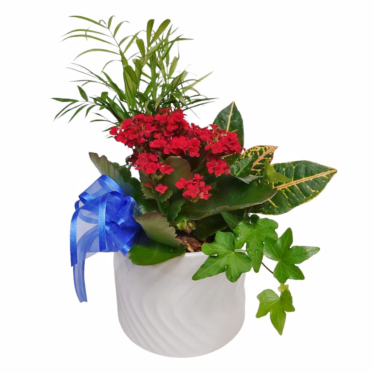 Kalanchoe Valley