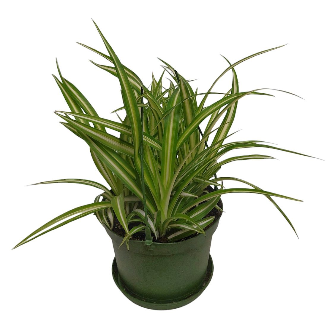 Spider Plant 6.5&#39;&#39;