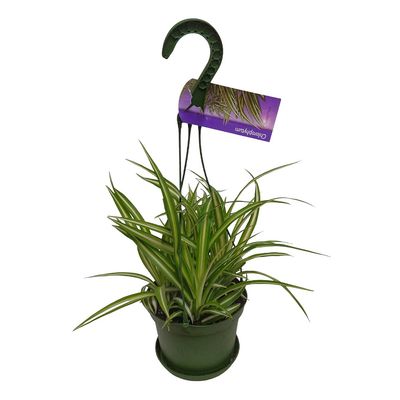Spider Plant 6.5''