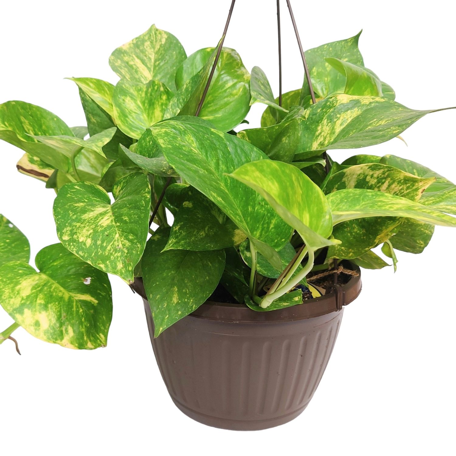 10&#39;&#39; Golden Pothos