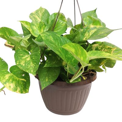 10&#39;&#39; Golden Pothos