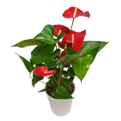 Anthurium Beauty