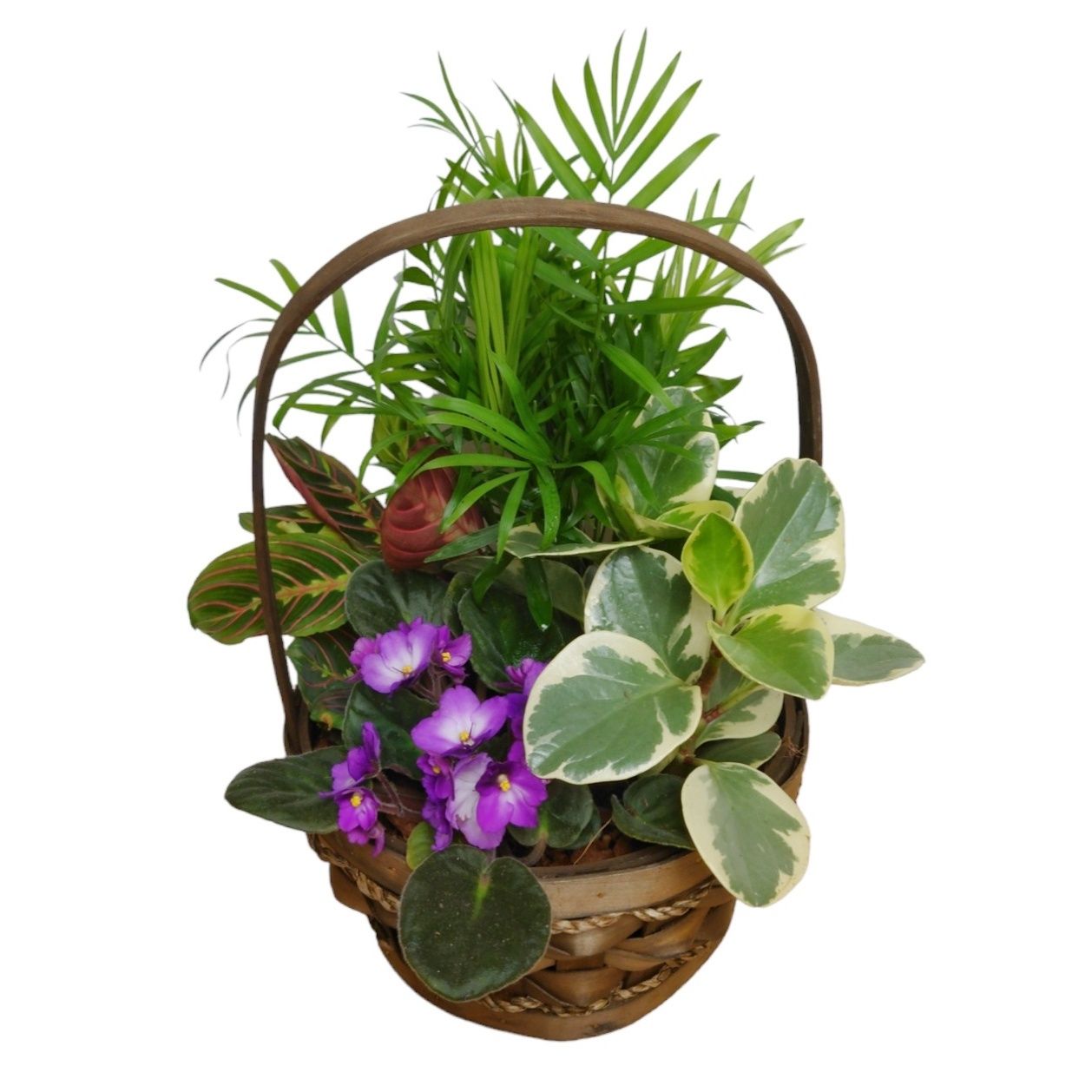 The Pet Safe Plant Basket