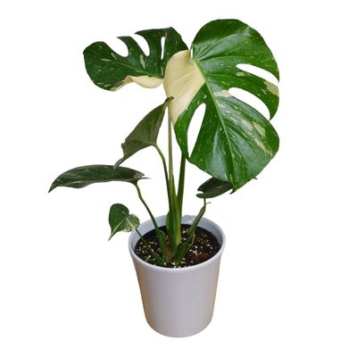 Monstera Thai Constellation