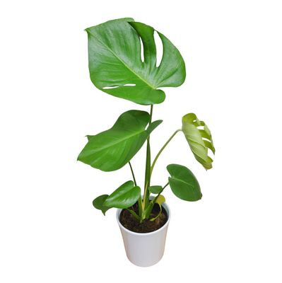 Monstera Elegance