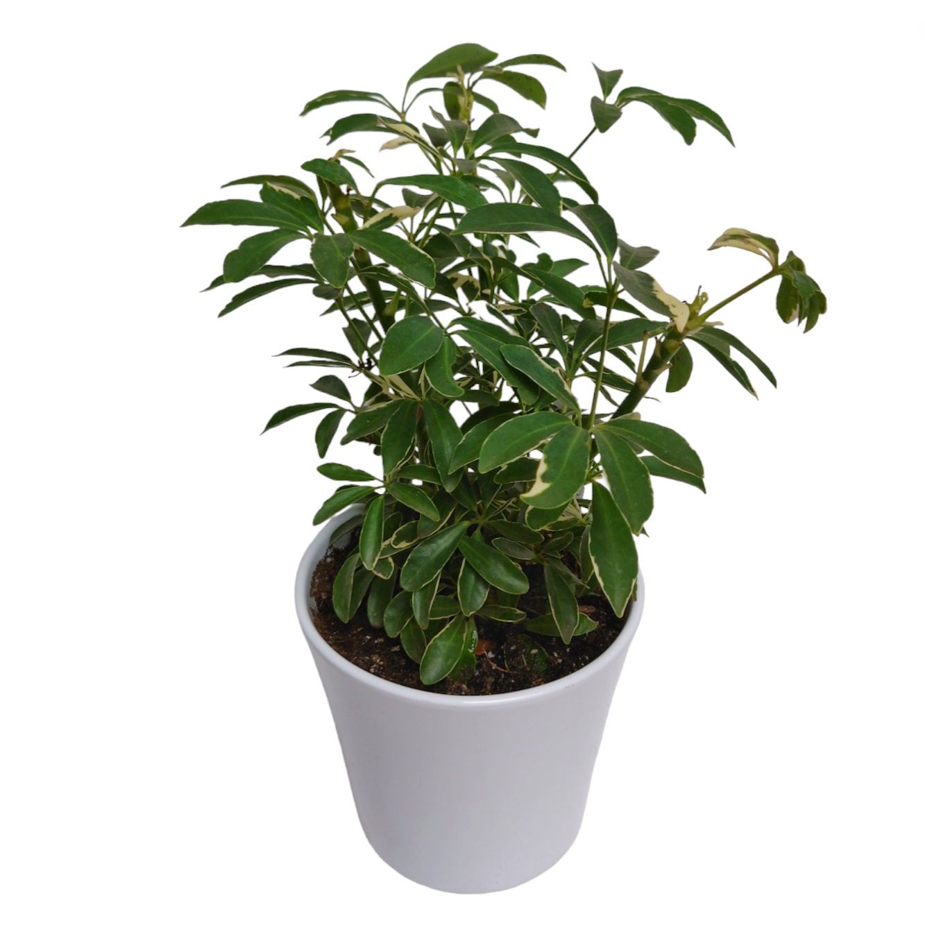 Schefflera Elegance