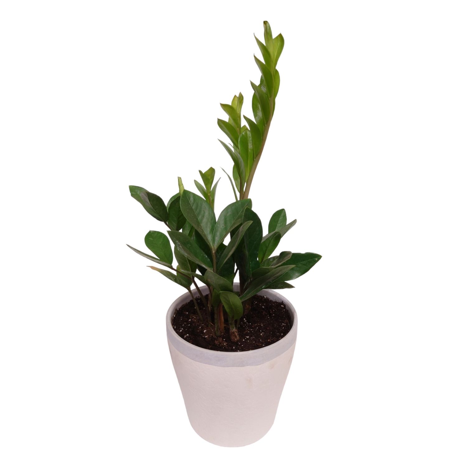 ZZ Plant